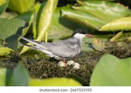 Attēlu rezultāti vaicājumam “Chlidonias hybrida adult”