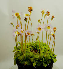 Attēlu rezultāti vaicājumam “Pinguicula vulgaris flower”