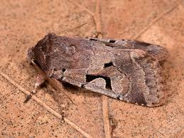 Attēlu rezultāti vaicājumam “Orthosia gothica”