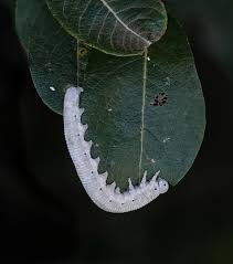 Attēlu rezultāti vaicājumam “Cimbex femoratus”