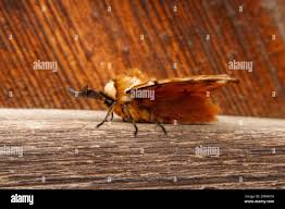 Attēlu rezultāti vaicājumam “Endromidae”