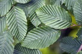 Attēlu rezultāti vaicājumam “Carpinus betulus leaf”
