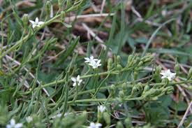 Attēlu rezultāti vaicājumam “Thesium ebracteatum”