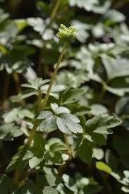 Attēlu rezultāti vaicājumam “Adoxa moschatellina flower”