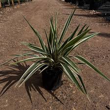 Attēlu rezultāti vaicājumam “Dienerella elongata”