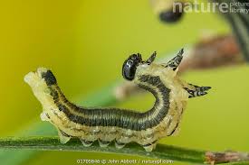 Attēlu rezultāti vaicājumam “Diprionidae”