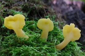 Attēlu rezultāti vaicājumam “Spathularia flavida”