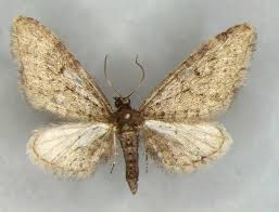 Attēlu rezultāti vaicājumam “Eupithecia satyrata”