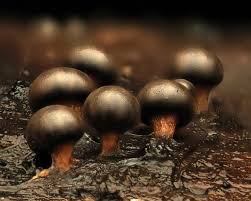 Attēlu rezultāti vaicājumam “Diderma radiatum plasmodium”