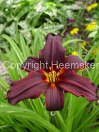 Image result for Hemerocallis `Moses Fire`