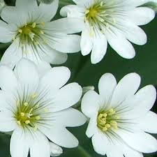 Attēlu rezultāti vaicājumam “Cerastium tomentosum flower”