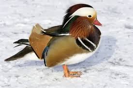 Attēlu rezultāti vaicājumam “Aix galericulata male”