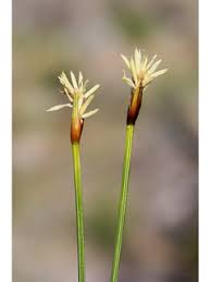 Attēlu rezultāti vaicājumam “Trichophorum cespitosum fruit”