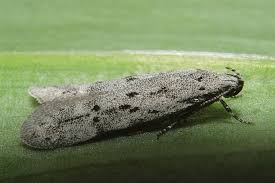 Attēlu rezultāti vaicājumam “Carpatolechia proximella”