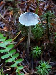 Attēlu rezultāti vaicājumam “Mycena amicta”