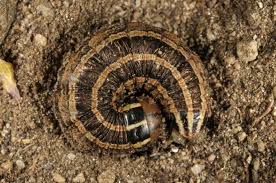 Attēlu rezultāti vaicājumam “Tholera decimalis male”