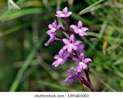 Attēlu rezultāti vaicājumam “Dactylorhiza russowii flower”