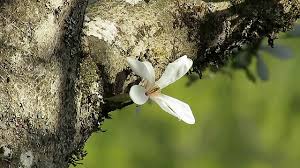 Attēlu rezultāti vaicājumam “Magnolia kobus flower”
