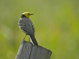 Attēlu rezultāti vaicājumam “Motacilla citreola male”