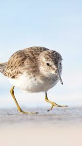 Image result for Calidris minutilla