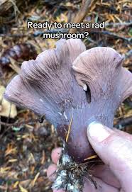 Attēlu rezultāti vaicājumam “Gomphus clavatus”