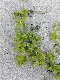 Attēlu rezultāti vaicājumam “Honckenya peploides leaf”