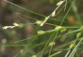 Attēlu rezultāti vaicājumam “Carex remota fruit”