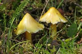 Attēlu rezultāti vaicājumam “Hygrocybe acutoconica”