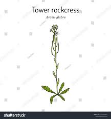 Attēlu rezultāti vaicājumam “Arabis glabra”