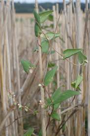 Attēlu rezultāti vaicājumam “Fallopia convolvulus”