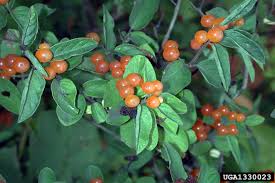 Attēlu rezultāti vaicājumam “Lonicera tatarica bud”