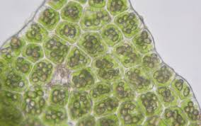 Attēlu rezultāti vaicājumam “Geocalyx graveolens”