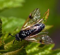 Attēlu rezultāti vaicājumam “Arge ustulata”