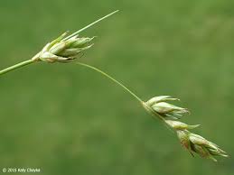 Attēlu rezultāti vaicājumam “Carex remota fruit”