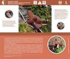 Attēlu rezultāti vaicājumam “Gyromitra infula”