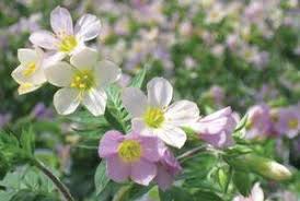 Attēlu rezultāti vaicājumam “Polemonium caeruleum”