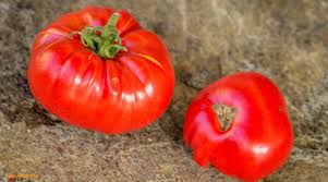 Afbeeldingsresultaat voor butter and bull heart tomato