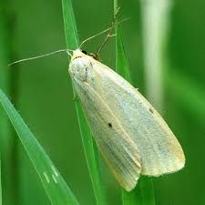 Attēlu rezultāti vaicājumam “Cybosia mesomella”