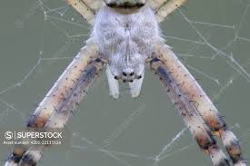 Attēlu rezultāti vaicājumam “Argiope bruennichi”