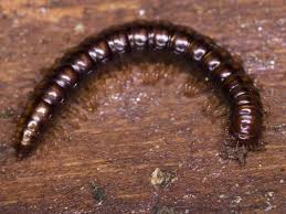 Attēlu rezultāti vaicājumam “Strongylosoma pallipes”