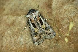 Attēlu rezultāti vaicājumam “Agrotis vestigialis”