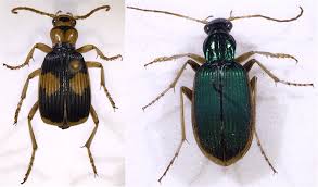 Attēlu rezultāti vaicājumam “Carabidae”