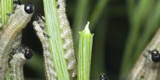 Attēlu rezultāti vaicājumam “Neodiprion sertifer larva”
