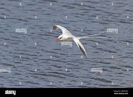 Image result for Phaethon aethereus