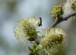 Attēlu rezultāti vaicājumam “Adela cuprella”