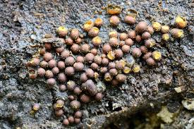 Attēlu rezultāti vaicājumam “Perichaena corticalis”