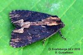 Attēlu rezultāti vaicājumam “Dypterygia scabriuscula”