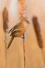 Attēlu rezultāti vaicājumam “Panurus biarmicus female”
