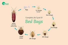Image result for bed bugs
