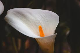 Attēlu rezultāti vaicājumam “Calla palustris flower”